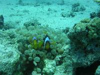 � ������� ����