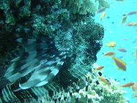 ������ ��������