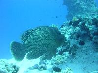 ��������� �����������