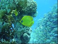 �������� �������