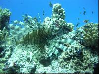 �����-��������