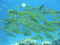 ������ ��������