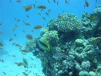 � ��� ���� ��������� �����