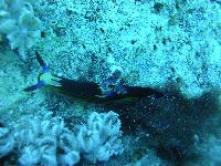 ������ ��� ������