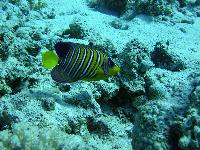 ����������� �����