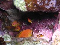 ������� �������