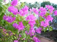 ����� ����������� ����