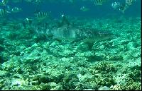 ��� ����� Hyatt - ����