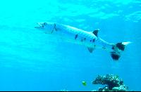 ��� ����� Hyatt - ����