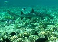 ��� ����� Hyatt - ����