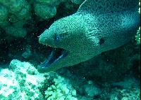 ��� ����� Hyatt - ����