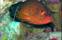 ��� ����� Hyatt - ����