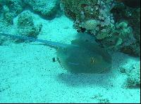 ��� ����� Hyatt - ����