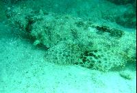 ��� ����� Hyatt - ����