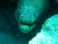 ��� ����� Hyatt - ����