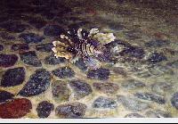 ��������� ��� ������