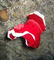 ��������� ������ � ����