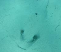 ������ ����