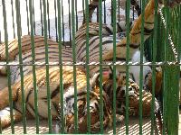 �����������, �������