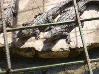 �����������, ��������