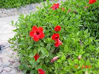 ����� ���� �����