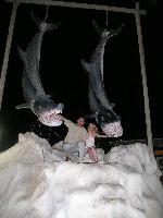 ����� �������