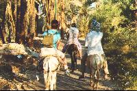 Cherez palmovie roschi v Dolinu Carey