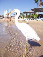 ������ ����