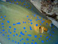 ��������� �������� ����