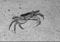 ���� ��� ������ ��������