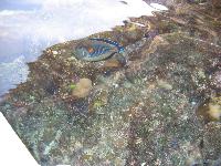 ������� ����