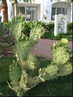 ���������� �����