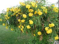 �� ���������� �����