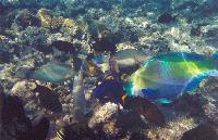 ��������� �������