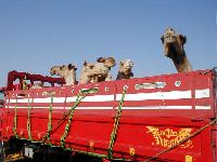 ���  ������� ....