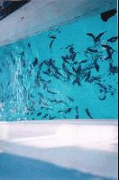 ������� ��������