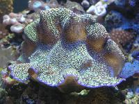 �������� ������� �������