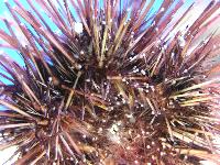 ������ ������� ����