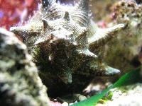 ��������� �������