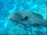 ���������� �����