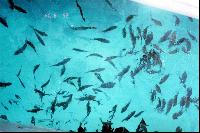 �������