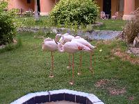 Sea Gull ��������