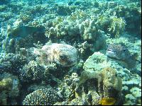 ����-���