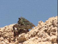 ����� � �-�