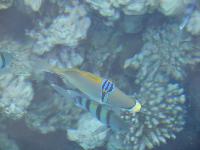 �������� �������