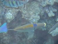 �������� �������