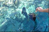 ����� �����