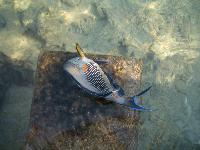 ����-������