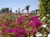 ����� Coral Beach Tiran