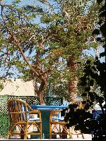 Royal Palace. ������ ���� �� ���������� �����.